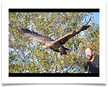 Flying the Sea Eagle - June Bannister